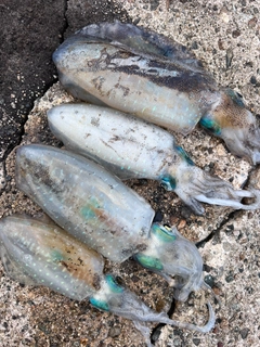 アオリイカの釣果