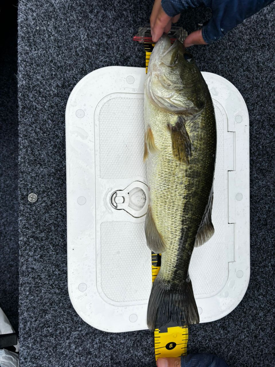 ブラックバスの釣果写真