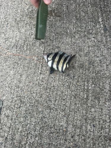 釣果