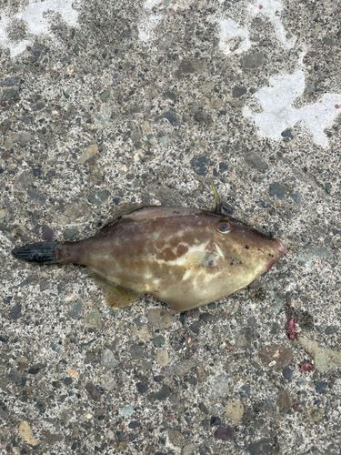 石狩湾新港