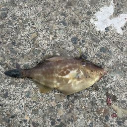 ウマヅラハギ