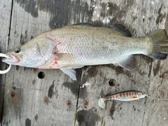 バラマンディの釣果