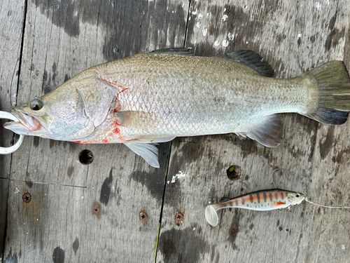 バラマンディの釣果