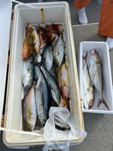 ネリゴの釣果