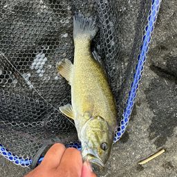 スモールマウスバス