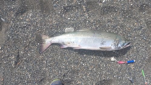 シロザケの釣果