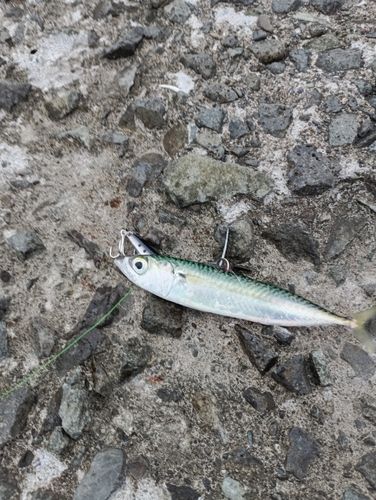 サバの釣果