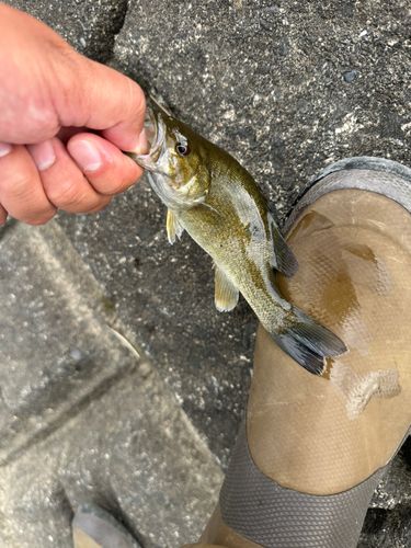 渡良瀬川下流