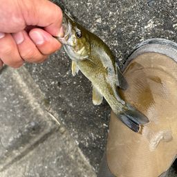 スモールマウスバス