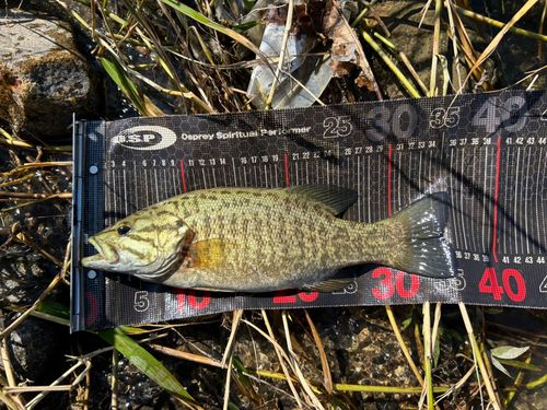 スモールマウスバスの釣果