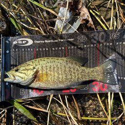 スモールマウスバス