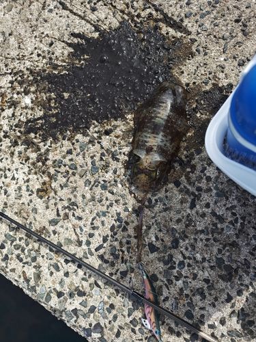 舞鶴湾