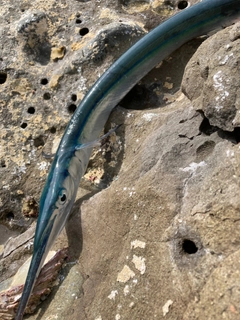 ダツの釣果