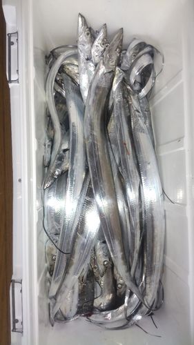 タチウオの釣果