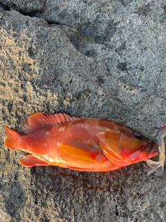 アカハタの釣果