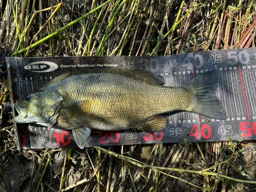 スモールマウスバスの釣果