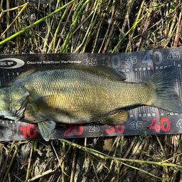 スモールマウスバス