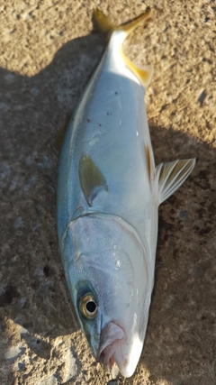 イナダの釣果