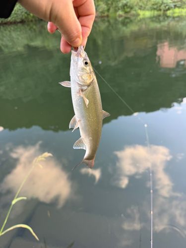 ウグイの釣果