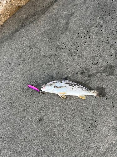 田原サーフ