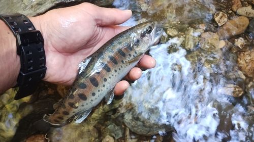 ヤマメの釣果
