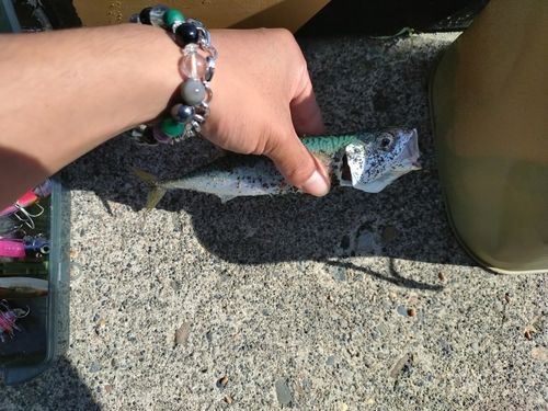サバの釣果