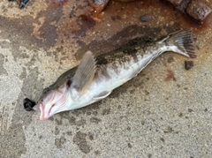 アイナメの釣果