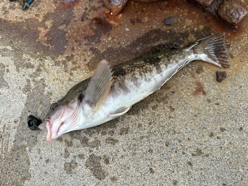 アイナメの釣果