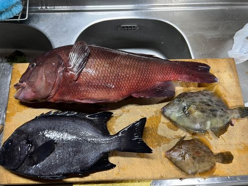 カンダイの釣果
