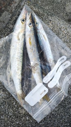 アカカマスの釣果
