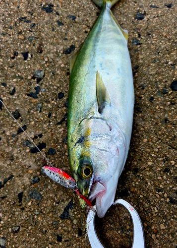 ツバスの釣果