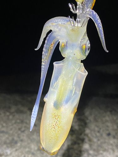 ケンサキイカの釣果