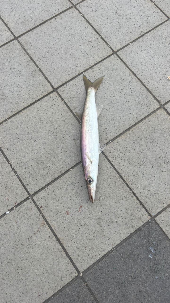 アカカマス