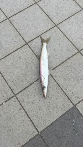 アカカマスの釣果