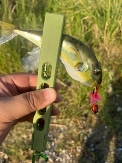 フグの釣果