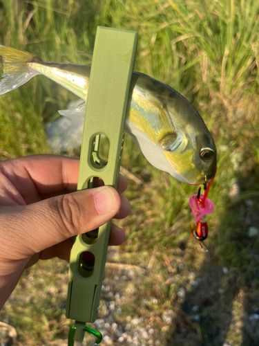 フグの釣果
