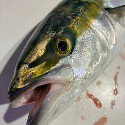 ハマチ