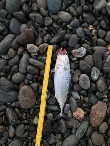スマカツオの釣果