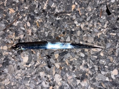 タチウオの釣果