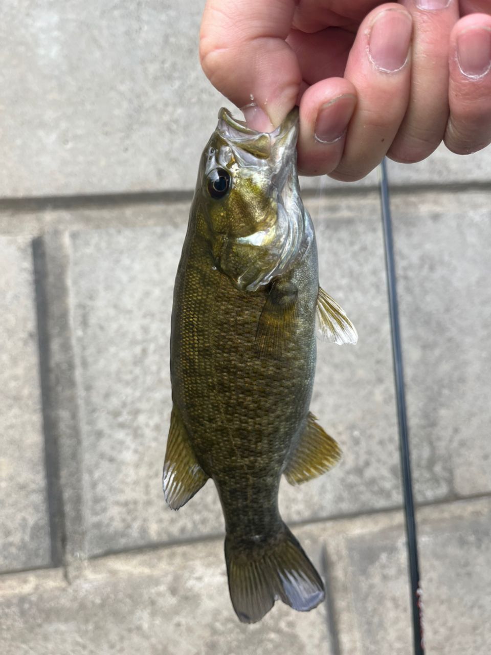 スモールマウスバス