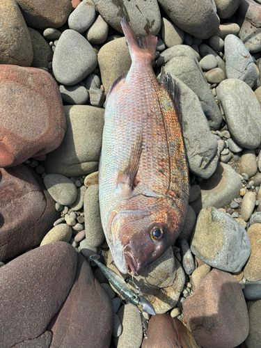タイの釣果