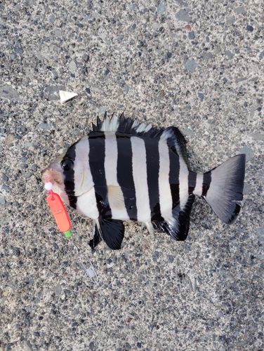 サンバソウの釣果