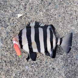 サンバソウ