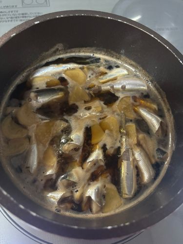 ウルメイワシの釣果