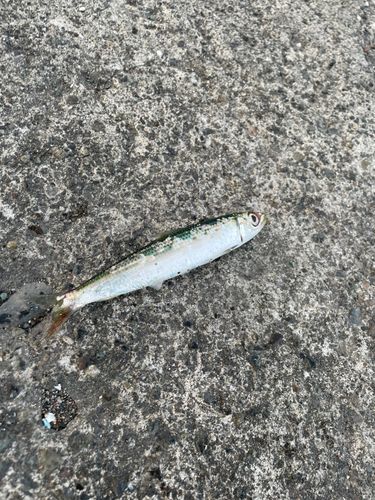 ウルメイワシの釣果