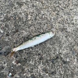 ウルメイワシ