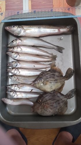 シロギスの釣果