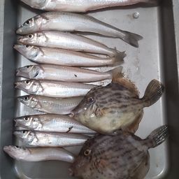 シロギス