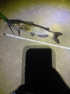 アメリカナマズの釣果