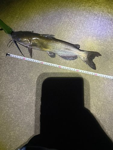 アメリカナマズの釣果